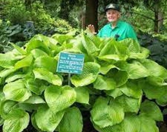 Hosta 'Sum and Substance' - The BIGGEST  Hosta! HUGE 16"+ leaves -Attracts Pollinators
