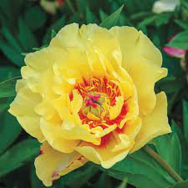 Itoh Peony ‘Bartzella’ -Huge, 8”+ Fragrant, Double, Pastel Yellow Flowers with Rose-Purple flare- Perennial Paeonia Itoh - Flower Bouquets