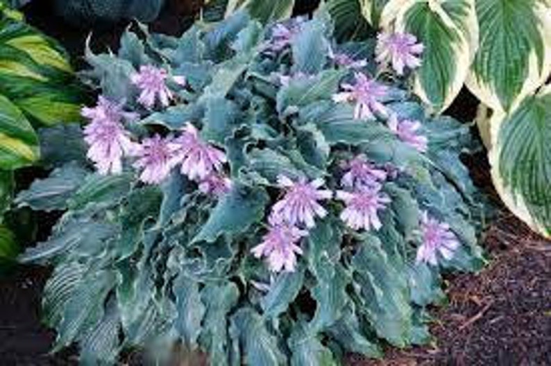 Hosta ‘waterslide’ Unique, Deep, Frosty Blue Pointed, Rippled, Wavy ...