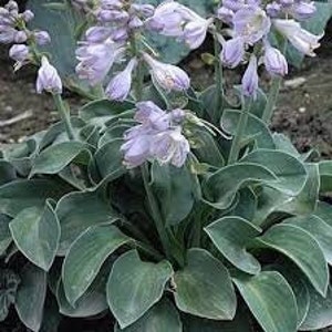 Hosta - ‘Blue Mouse Ears’ - BEST miniature Blue Slug Proof Hosta - Perennial