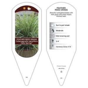 Feather Reed Grass 'hello Spring!' Variegated Upright, Columnar Foliage ...