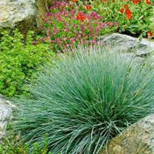 Puede incluir: Un grupo de hierba de festuca azul creciendo en un jard&iacute;n. La hierba est&aacute; rodeada de rocas y otras plantas.