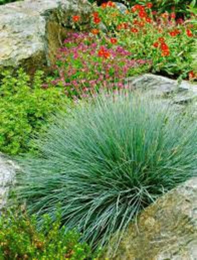 Puede incluir: Un grupo de hierba de festuca azul creciendo en un jard&iacute;n. La hierba est&aacute; rodeada de rocas y otras plantas.