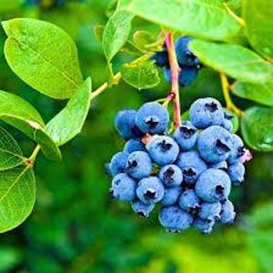 Blueberry Bush ‘Biloxi’- A very popular, low-chill variety for the South, an abundance of large, sweet firm blueberries- Vaccinium Shrub
