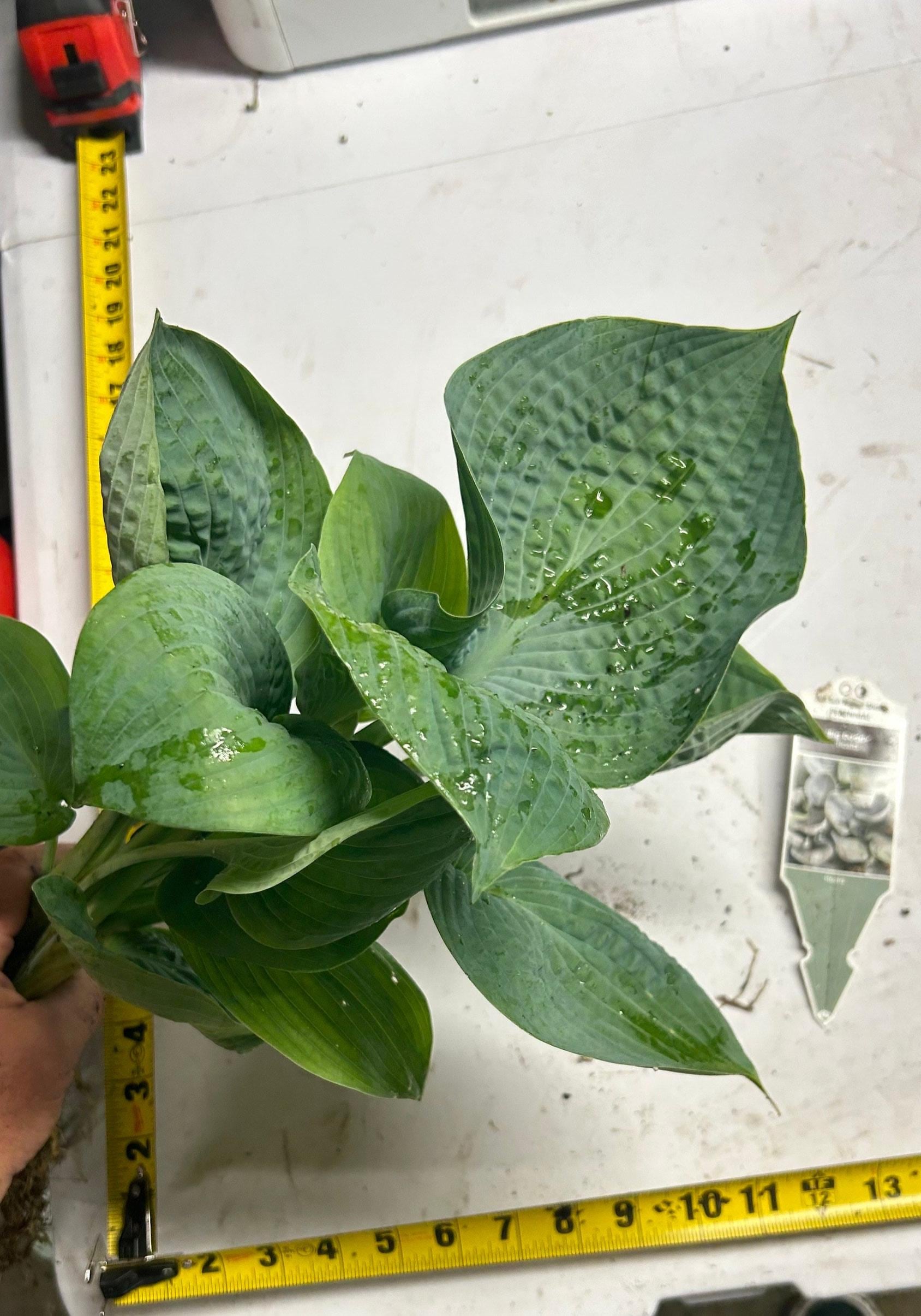 Hosta 'big Daddy' Huge Blue-green-gray Puckered Leaves That Are Slug ...