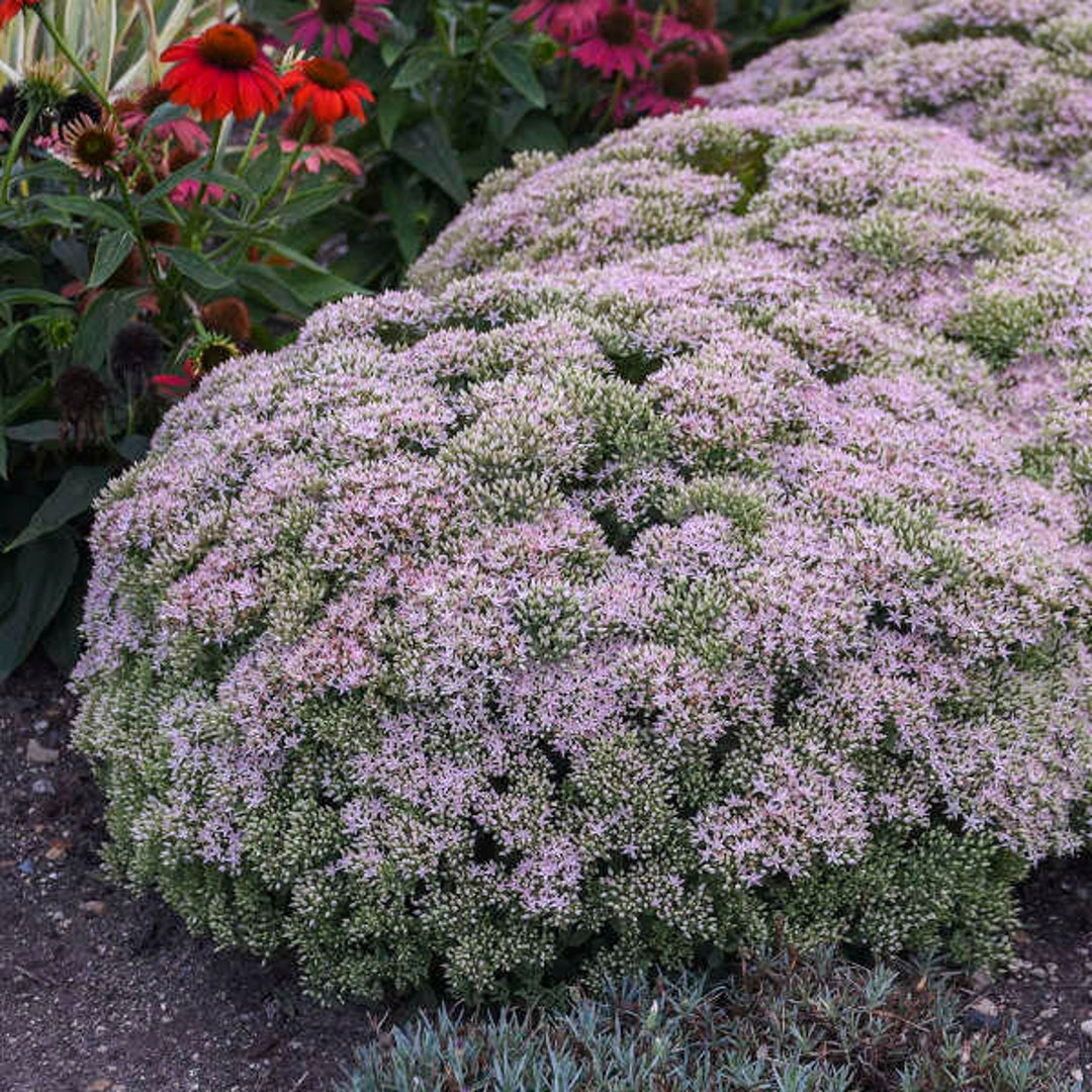 Stonecrop pure Joy Upright Evergreen Pink Flowers Sedum Perennial