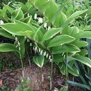 Phoque de Salomon panaché Fleurs délicates en clochettes blanches maintenues en dessous Feuilles panachées Vivace Polygonatum résistante aux cerfs et aux lapins image 7