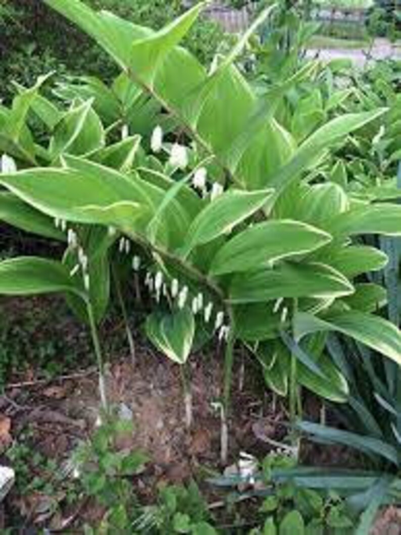 Phoque de Salomon panaché Fleurs délicates en clochettes blanches maintenues en dessous Feuilles panachées Vivace Polygonatum résistante aux cerfs et aux lapins image 7