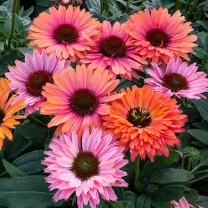 Pode incluir: Um conjunto de vibrantes flores de equin&aacute;cea em tons de rosa, laranja e coral. As flores t&ecirc;m centros castanhos escuros e p&eacute;talas em camadas, contra um fundo de folhagem verde. A imagem mostra a beleza destas flores de jardim.