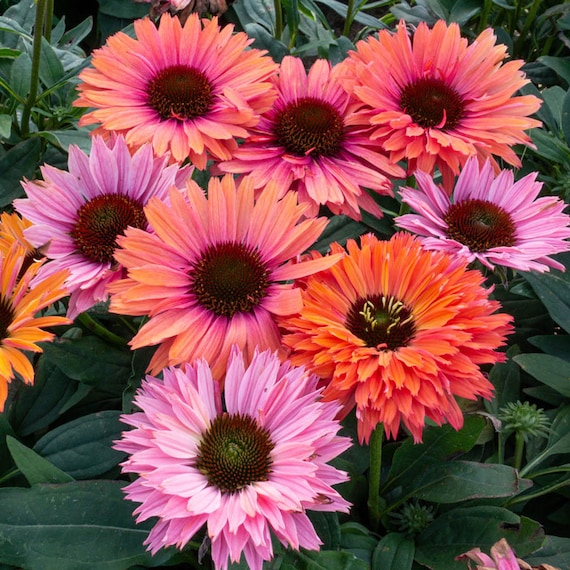 Coneflower Double ‘Rainbow' Huge 4"+ Double flowers in a mix of colors-Echinacea Perennial Plant-Attracts Pollinators -flower bouquets