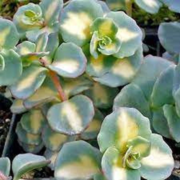 Stonecrop October Daphne - Evergreen, round, blue-green leaves with creamy white variegation with Pink Flowers - Sedum Perennial Succulent-