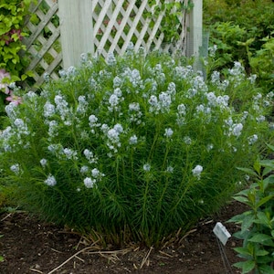 May include: A cluster of white flowers with long, thin green stems growing in a garden setting. The flowers are in bloom and have a delicate, feathery appearance.