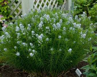 Blue Star -Sky Blue Star Flowers with Silky Ferny Foliage, incredible Golden-Orange in Fall - Amsonia Perennial Plant -Deer and Rabbit Proof