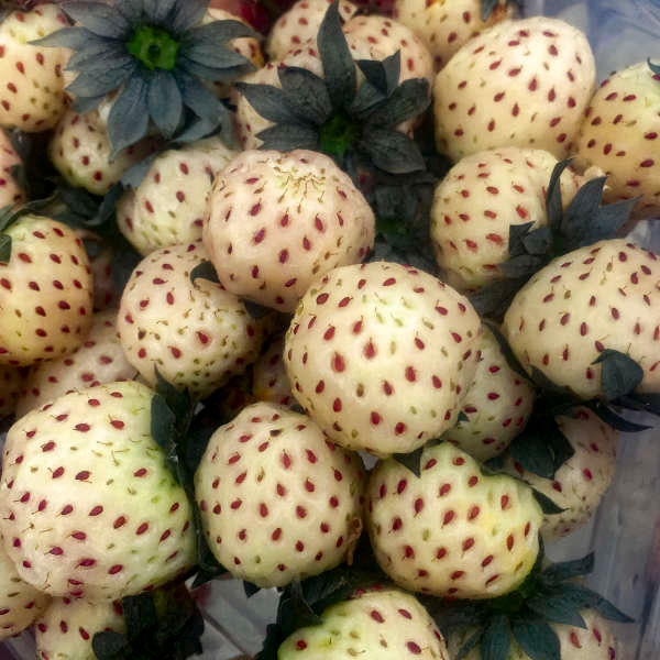 Strawberry Ever-bearing  ‘White Carolina'  -Bears large white Deliciously Sweet Pineberries - Fragaria Perennial - Attracts Pollinators