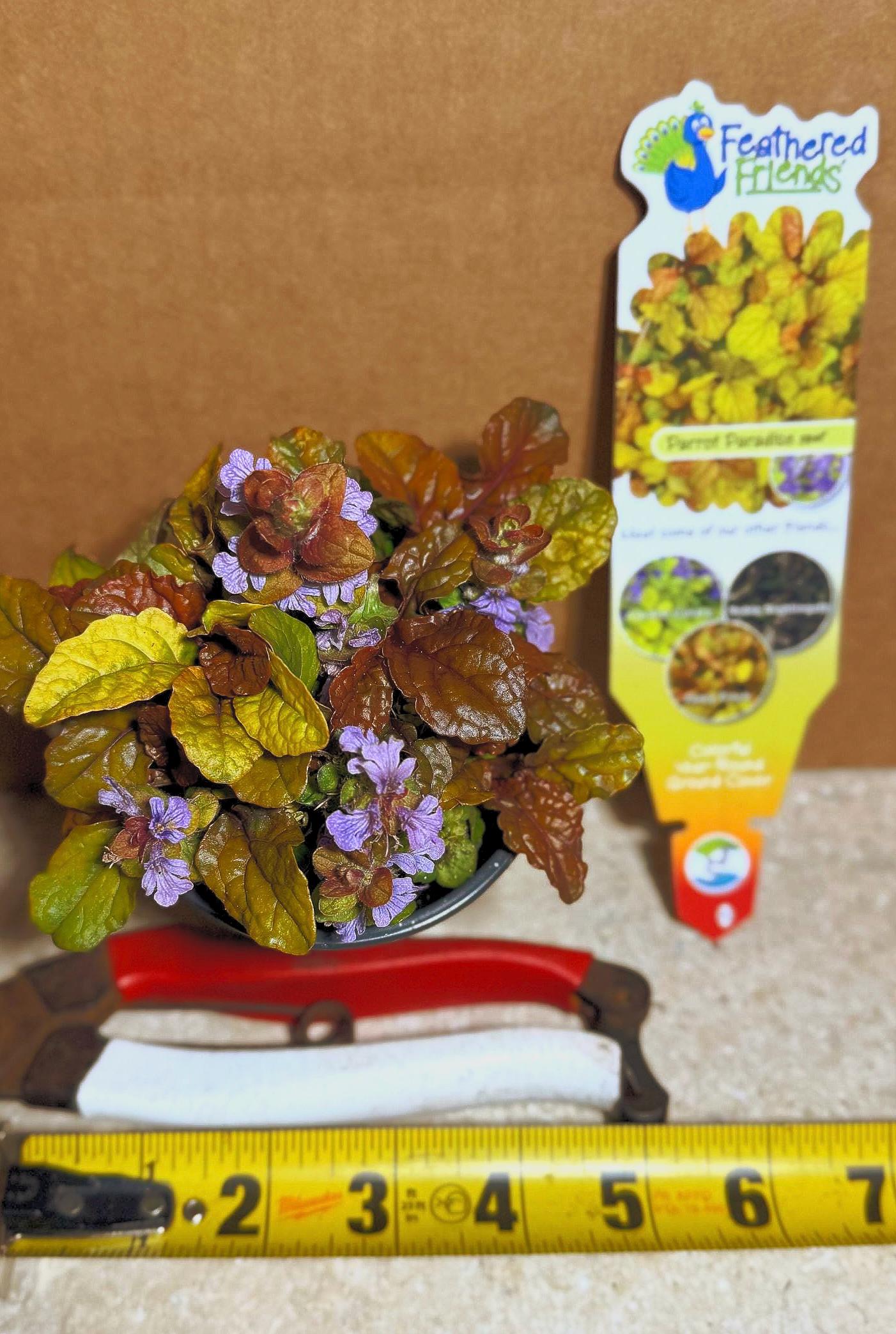 Bugleweed ‘parrot Paradise’ Deep Blue Flowers on Top of Low Evergreen