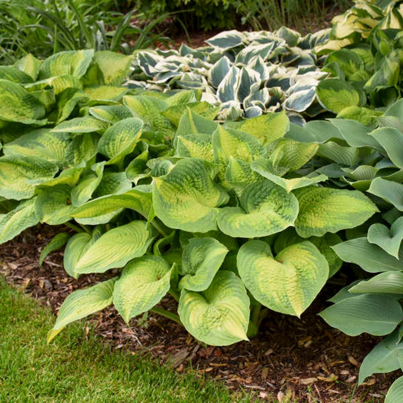 Hosta Brother Stefan - Thumbnail 2