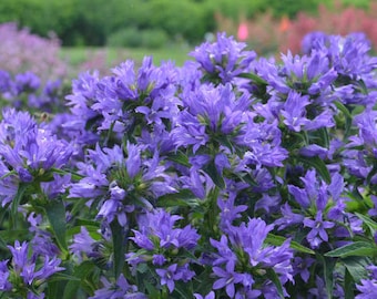 【希少】A Darden of Bell Flowers 希少】A Darden of Bell Flowers 希少】A Darden of Bell
