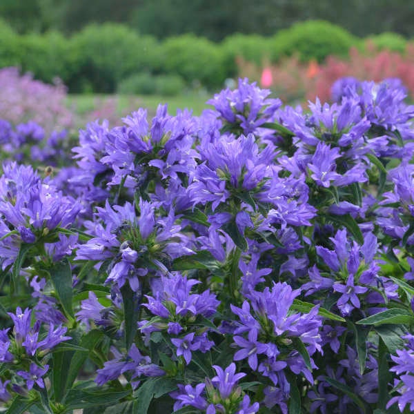 Clustered Bellflower ‘Church Bells' - tall clusters of violet-purple, bell shaped flowers over a lush evergreen mound - Campanula Perennial
