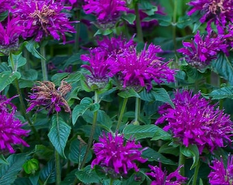 Bee Balm 'Grape Gumball’ Magenta-Purple flowers cover Fragrant Minty Foliage -Monarda Perennial Plant-Attracts Pollinators-Deer Proof