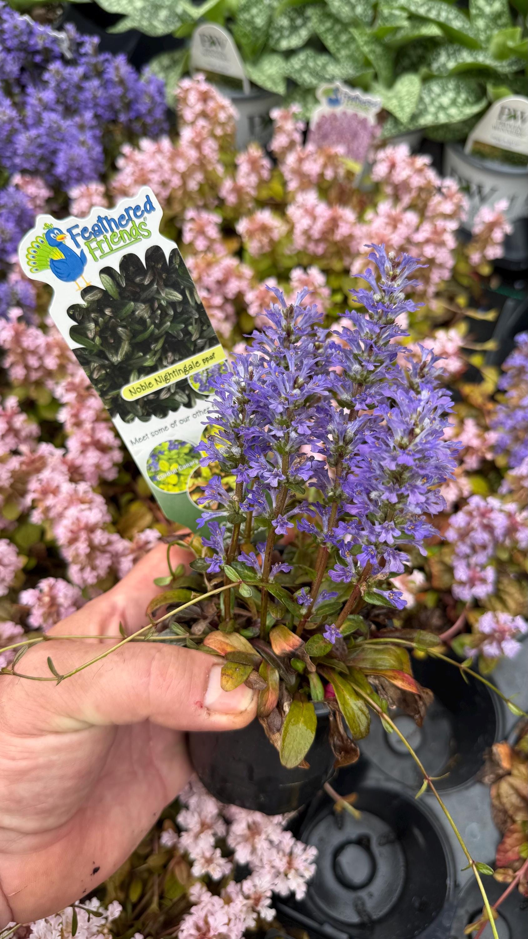 Bugleweed ‘noble Nightingale’ Deep Blue Flowers Over Low Evergreen