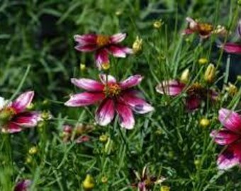 Tickseed 'zesty Zinger' Deep Magenta Splashed With Ivory-white