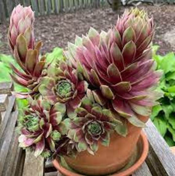 Hen and Chicks 'ruby Heart' Awesome Red Halo in Center