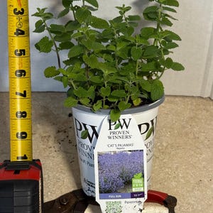 The plant pictured in fall growing in a  Quart size pot (4.5”wide x 5” tall). Full of buds that will flower soon with proper care. Catmint loves cool fall weather.