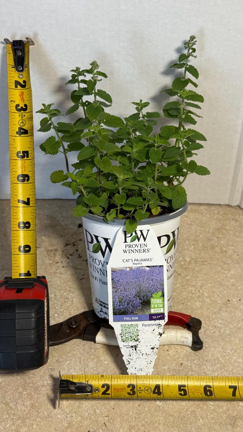 The plant pictured in fall growing in a  Quart size pot (4.5”wide x 5” tall). Full of buds that will flower soon with proper care. Catmint loves cool fall weather.