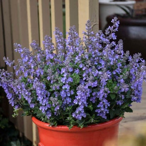 Catmint ‘Picture Purrfect’ - Purple-Blue Flowers and Purr-feet Habit - Nepeta - Perennial - Attracts Pollinators PLUS Deer and Rabbit Proof