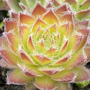 Hen & Chicks ‘Gold Dust’ - Evergreen foliage changes gold-orange- dark red dusted with hairs-Chick Charms Sempervivum Succulent Perennial