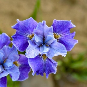 May include: A vibrant blue iris flower featuring ruffled petals with deep violet veining and a central yellow accent. The bloom displays a complex, layered structure with broad outer petals and smaller, upright inner petals in shades of light blue.