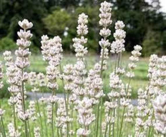 Lavender 'exceptional' Fragrant White Flowers & Foliage!- Lavendula  Perennial Plant - Deer and Rabbit Proof- Flower Arrangements and Bouquet -  Etsy