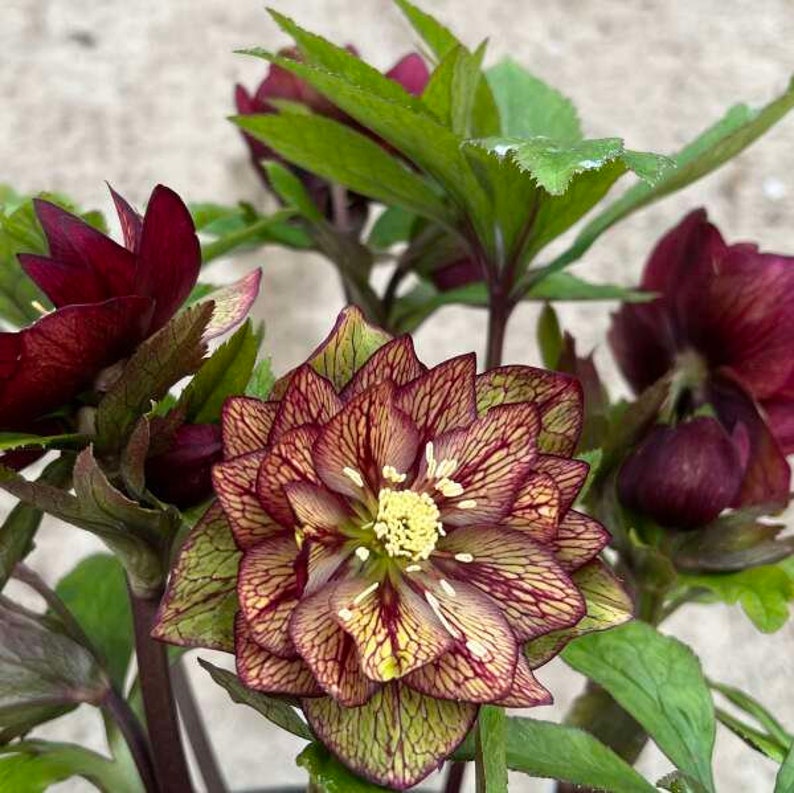 MrPerennial Lenten Rose - Thumbnail 2