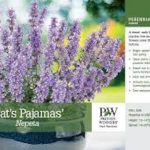 K&ouml;nnte beinhalten: Nahaufnahme einer Topfpflanze mit lila Bl&uuml;ten und gr&uuml;nen Bl&auml;ttern. Die Pflanze ist mit 'Cat's Pajamas' Nepeta beschriftet. Die Pflanze ist eine Staude und geh&ouml;rt zur Familie der 'Katzenminze'.