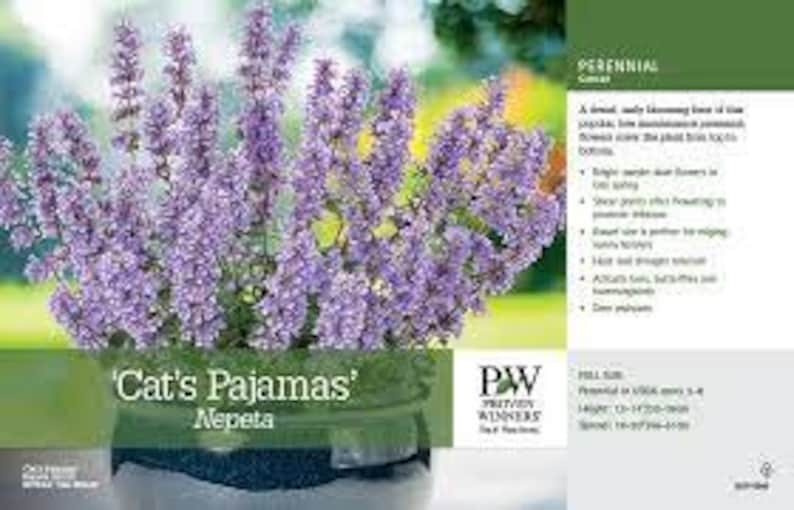 K&ouml;nnte beinhalten: Nahaufnahme einer Topfpflanze mit lila Bl&uuml;ten und gr&uuml;nen Bl&auml;ttern. Die Pflanze ist mit 'Cat's Pajamas' Nepeta beschriftet. Die Pflanze ist eine Staude und geh&ouml;rt zur Familie der 'Katzenminze'.