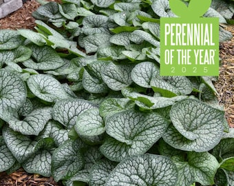 Siberian Bugloss ‘Jack of Diamonds’ Huge 10”+ Silver Variegated Round Leaves with Baby Blue Flowers- Brunnera Perennial- Deer & Rabbit Proof