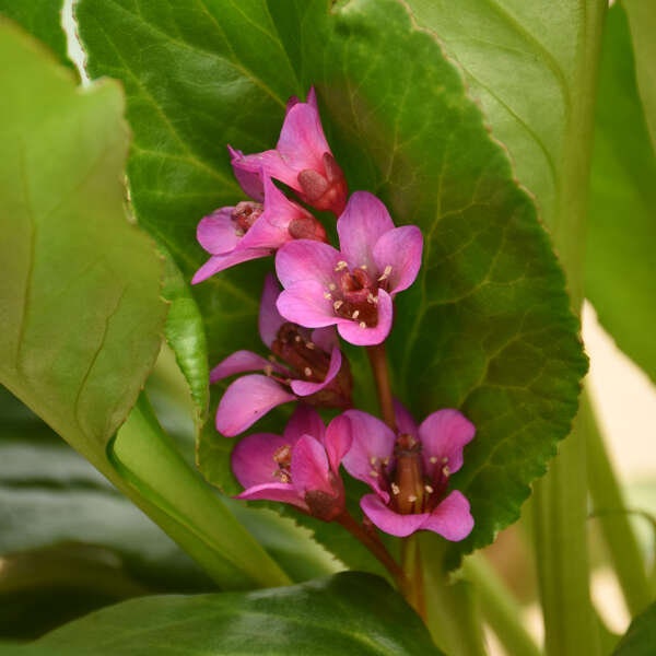 Pigsqueak ‘Once Upon a Dream' - Waxy, carmine pink flowers on Dark Red stems - Bergenia Perennial -Deer and Rabbit resistant