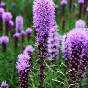 May include: A field of purple and pink Liatris flowers in bloom. The flowers are tall and slender, with a fuzzy texture. The flowers are in focus, while the background is blurred.