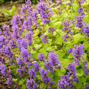 Catmint ‘Chartreuse on the Loose' - Bright Chartreuse-Yellow Leaves- Nepeta Perennial- Deer & Rabbit  Proof - Attract pollinators