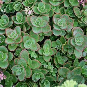 Stonecrop ‘Lime Zinger’- Evergreen Green with Red edges,Pink Flowers -Sedum Sunsparkler - Perennial Succulent - Critter Proof - pollinators
