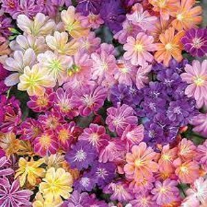 Bitterroot 'Rainbow Mix' Hermosa flor de muchos colores - Lewisia Planta suculenta perenne nativa - Atrae polinizadores - Resistente a ciervos y conejos