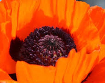 Poppy Oriental ‘Prince Of Orange- Huge tangerine orange flowers with black centers-Papaver Perennial-Attracts pollinators - flower bouquets