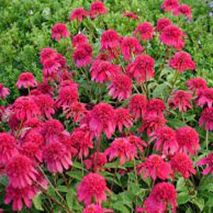 Coneflower ‘raspberry Beret’ - Double Raspberry Pink Flowers ...