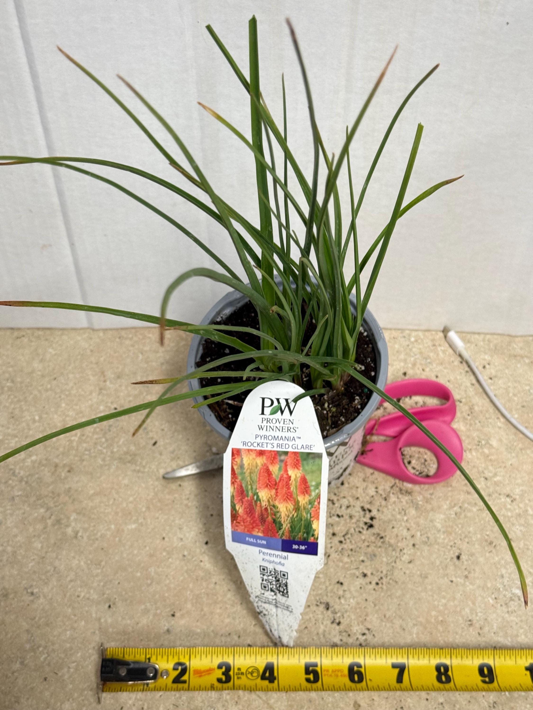 Red Hot Poker 'rocket's Red Glare' Warm Red Buds Open to Creamy
