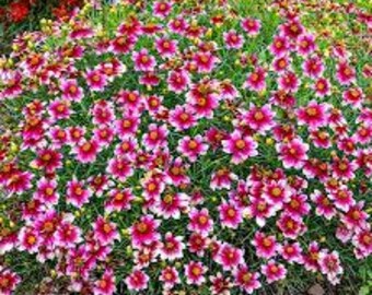 Tickseed 'zesty Zinger' Deep Magenta Splashed With Ivory-white