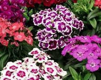 Sweet William ’Barbarini Mix’- Single Mix of Colorful fragrant Flowers - Dianthus -Barbary’s Perennial-Attracts Pollinators- Flower bouquets