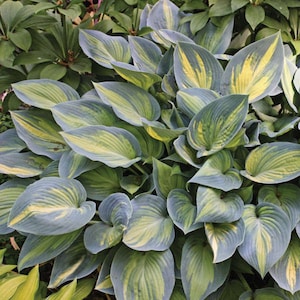 Hosta ‘June’ - Beautiful Variegation, Slug Proof - Hosta - Perennial