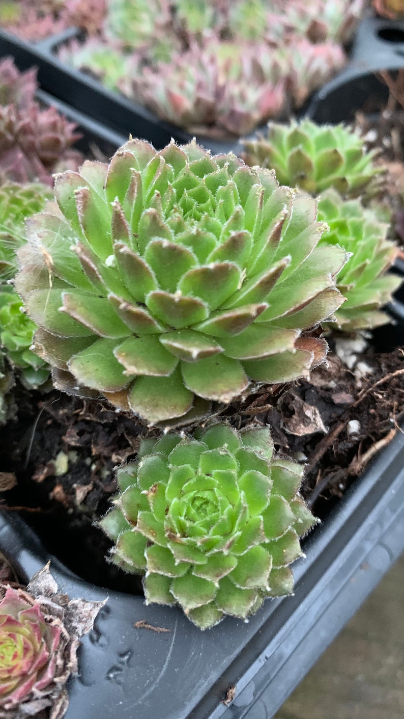 Hen and Chicks 'Pilioseum' - Thumbnail 3
