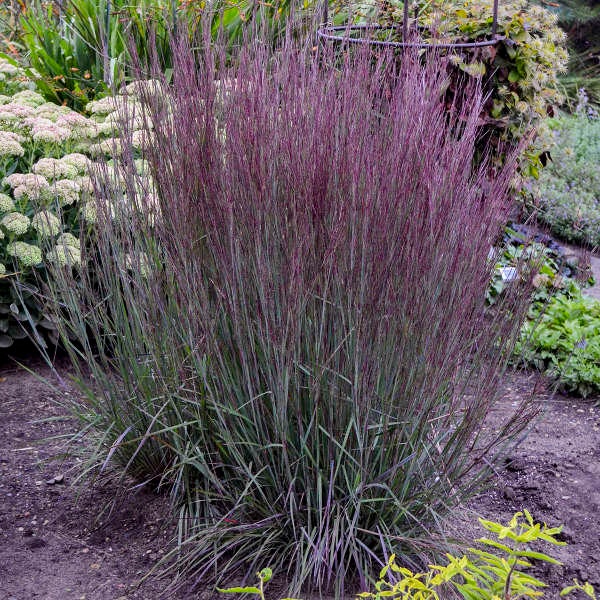Grass Little Bluestem ‘Blue Paradise’ - upright, silvery blue leaves with deep wine purple hues- Perennial Grass-Deer & Rabbit Proof
