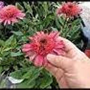 Coneflower raspberry Beret Double Raspberry Pink Flowers Echinacea ...